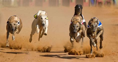 Winning Strategies: Tips for Successful Greyhound Betting.